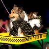 Photos: The New Yorkie Dog Fashion Show